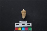 貝殼藏品圖，第1張