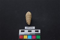 貝殼藏品圖，第2張