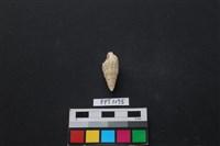 貝殼藏品圖，第1張