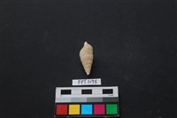 貝殼藏品圖，第2張