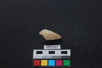 貝殼藏品圖，第2張