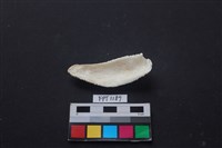 貝殼藏品圖，第2張