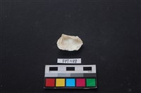 貝殼藏品圖，第2張