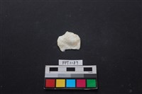 貝殼藏品圖，第1張