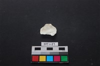 貝殼藏品圖，第2張