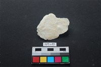 貝殼藏品圖，第1張