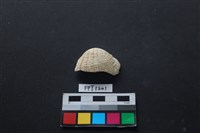 貝殼藏品圖，第1張