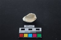 貝殼藏品圖，第2張