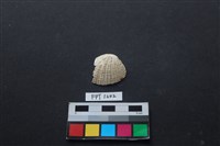 貝殼藏品圖，第1張