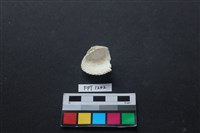 貝殼藏品圖，第2張