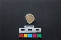 貝殼藏品圖，第2張