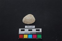 貝殼藏品圖，第1張