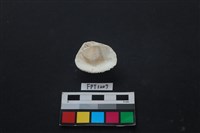 貝殼藏品圖，第2張