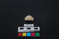 貝殼藏品圖，第1張