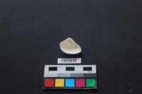 貝殼藏品圖，第2張