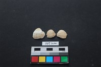 貝殼藏品圖，第1張