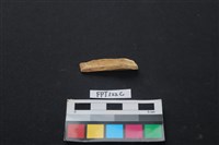 偶蹄類動物骨藏品圖，第2張