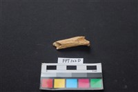 偶蹄類動物骨藏品圖，第2張