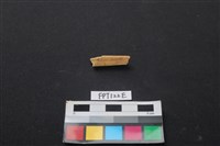 偶蹄類動物骨藏品圖，第1張