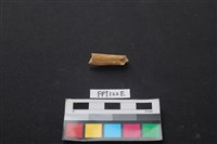 偶蹄類動物骨藏品圖，第2張