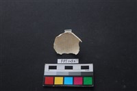貝殼藏品圖，第2張
