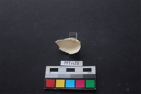 貝殼藏品圖，第2張