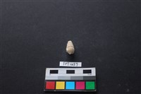 貝殼藏品圖，第2張