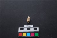 貝殼藏品圖，第2張