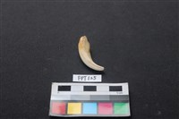 豬骨藏品圖，第2張