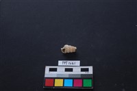 貝殼藏品圖，第1張