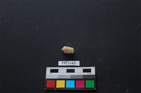 貝殼藏品圖，第2張