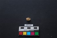 貝殼藏品圖，第1張