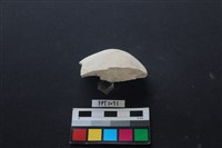 貝殼藏品圖，第3張