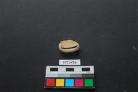貝殼藏品圖，第2張