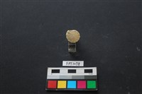 貝殼藏品圖，第3張