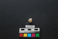 貝殼藏品圖，第2張