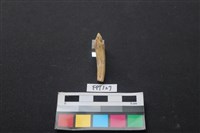 鹿骨藏品圖，第2張
