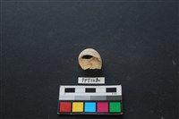 貝殼藏品圖，第1張