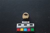 貝殼藏品圖，第2張