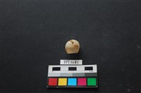 貝殼藏品圖，第3張