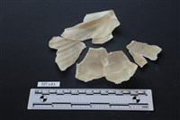 貝殼藏品圖，第2張