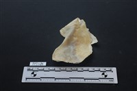 貝殼藏品圖，第2張