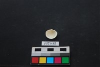 貝殼藏品圖，第2張