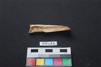 偶蹄類動物骨藏品圖，第2張