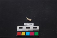 貝殼藏品圖，第3張