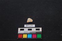 貝殼藏品圖，第1張
