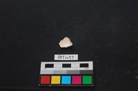 貝殼藏品圖，第2張