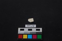 貝殼藏品圖，第2張