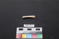 偶蹄類動物骨藏品圖，第1張