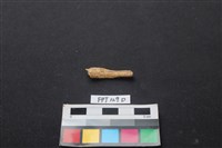 偶蹄類動物骨藏品圖，第1張